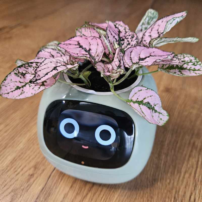 Ivy connected pot